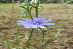 Lactuca dolichophylla